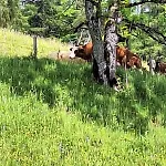 Sonnseit'n Hochmaisalm *
