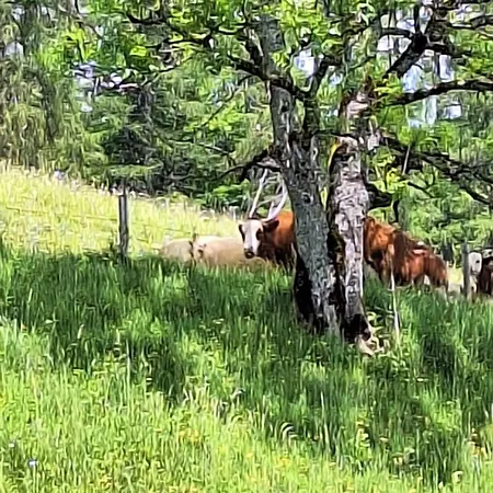 Sonnseit'n Hochmaisalm *