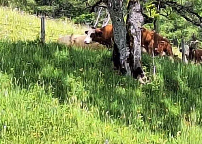 Sonnseit'n Hochmaisalm *