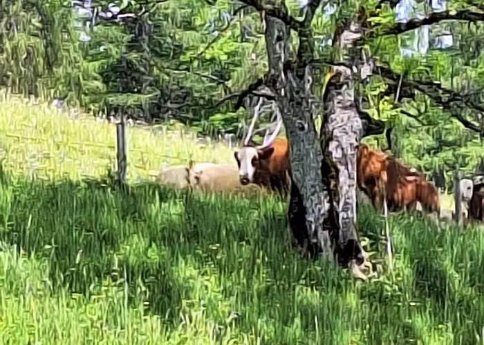 Sonnseit'n Hochmaisalm *